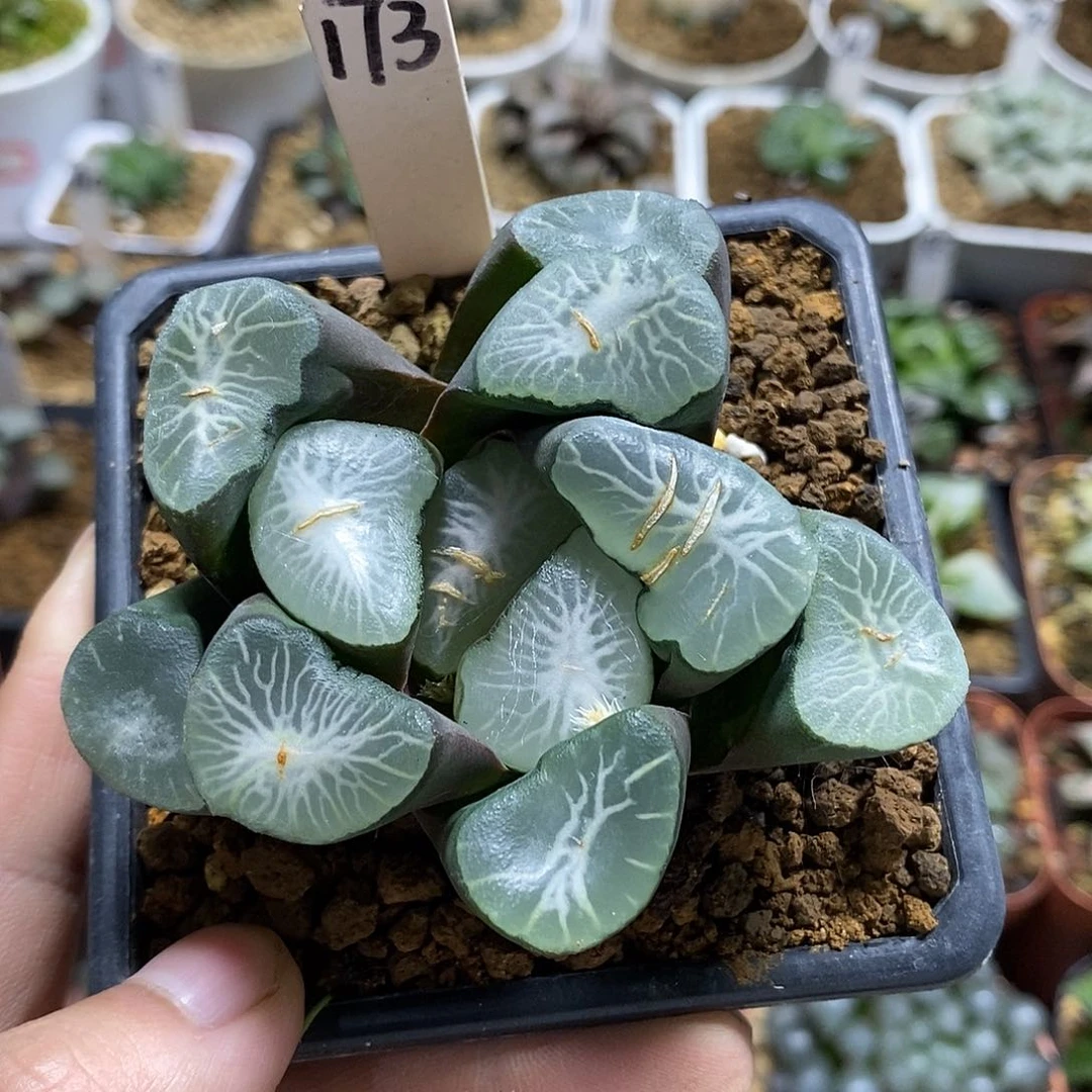 173大宝母本十二多肉