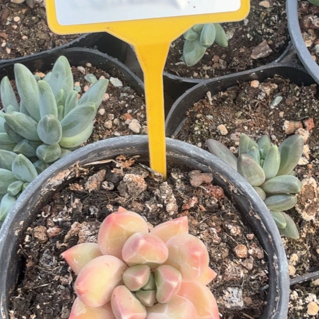 郁金香多肉植物897