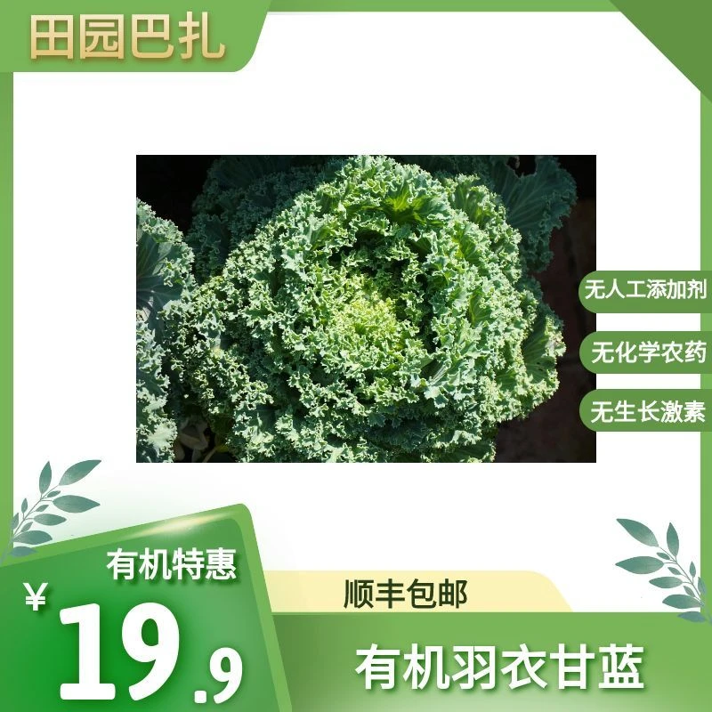 田园巴扎有机羽衣甘蓝