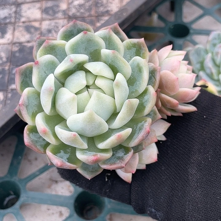 飘***零霜花锦群生。锦龙一物一拍