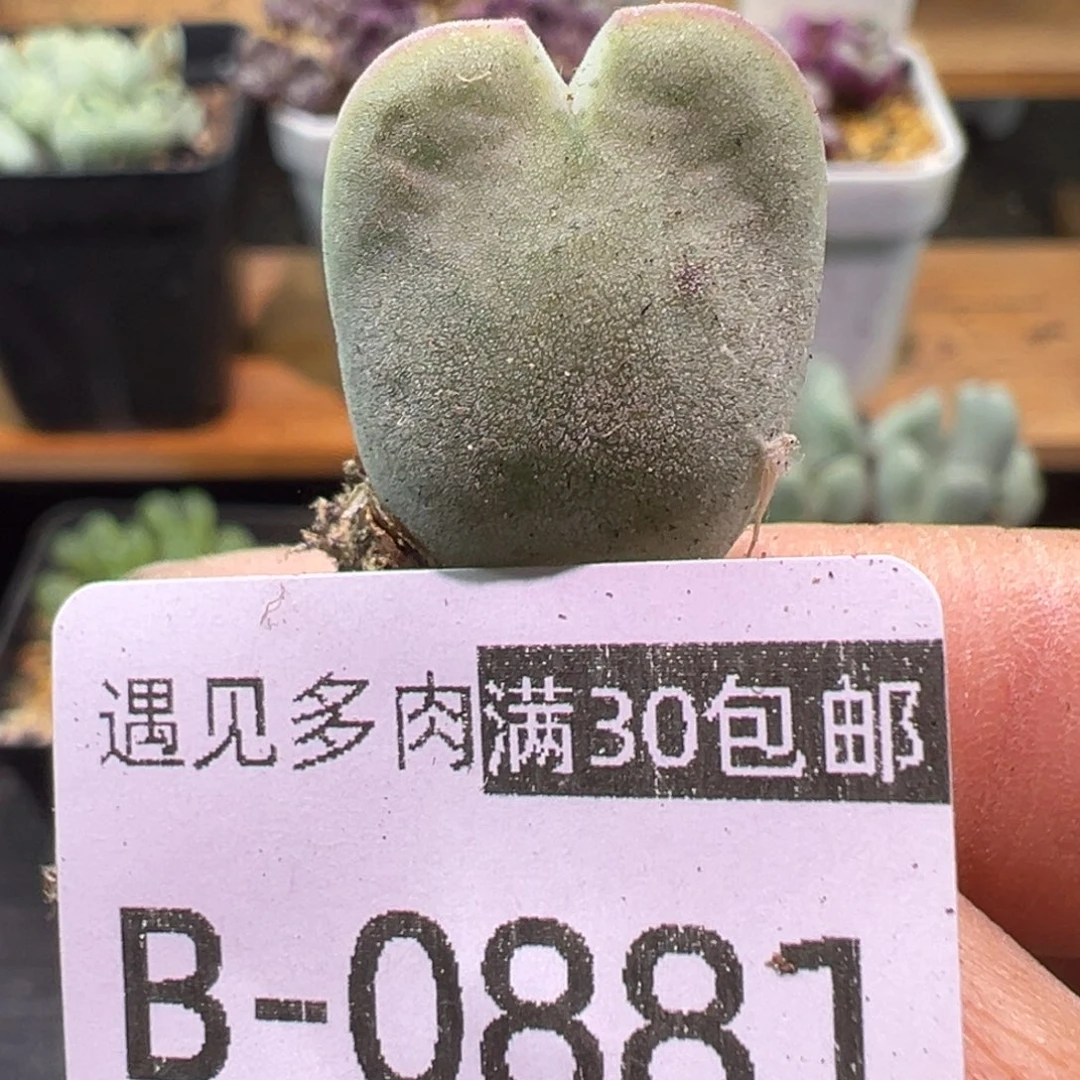 多肉植物111111111111