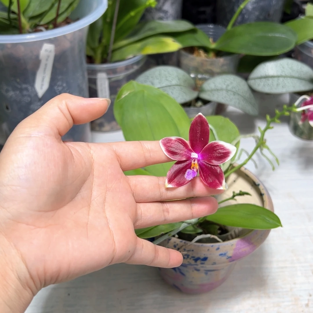 淡***痕大部分开放少量花苞