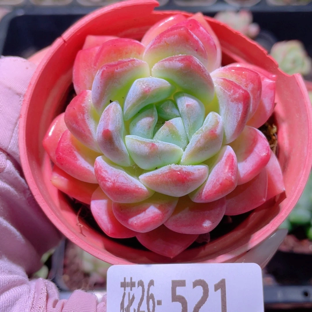 花利美26-521冰糖