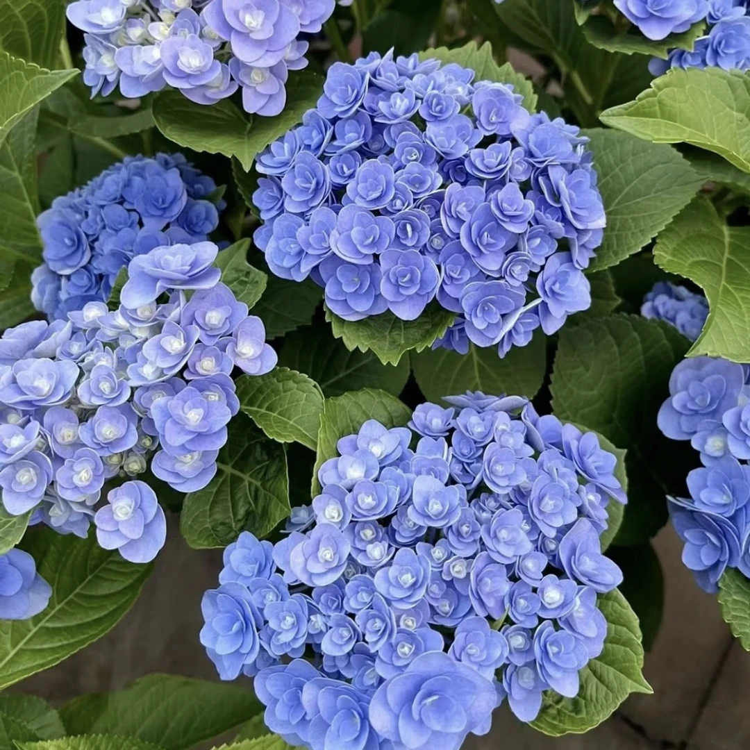 晓春花园（妖精之吻）5加-新老枝条开花-不带花-不带花