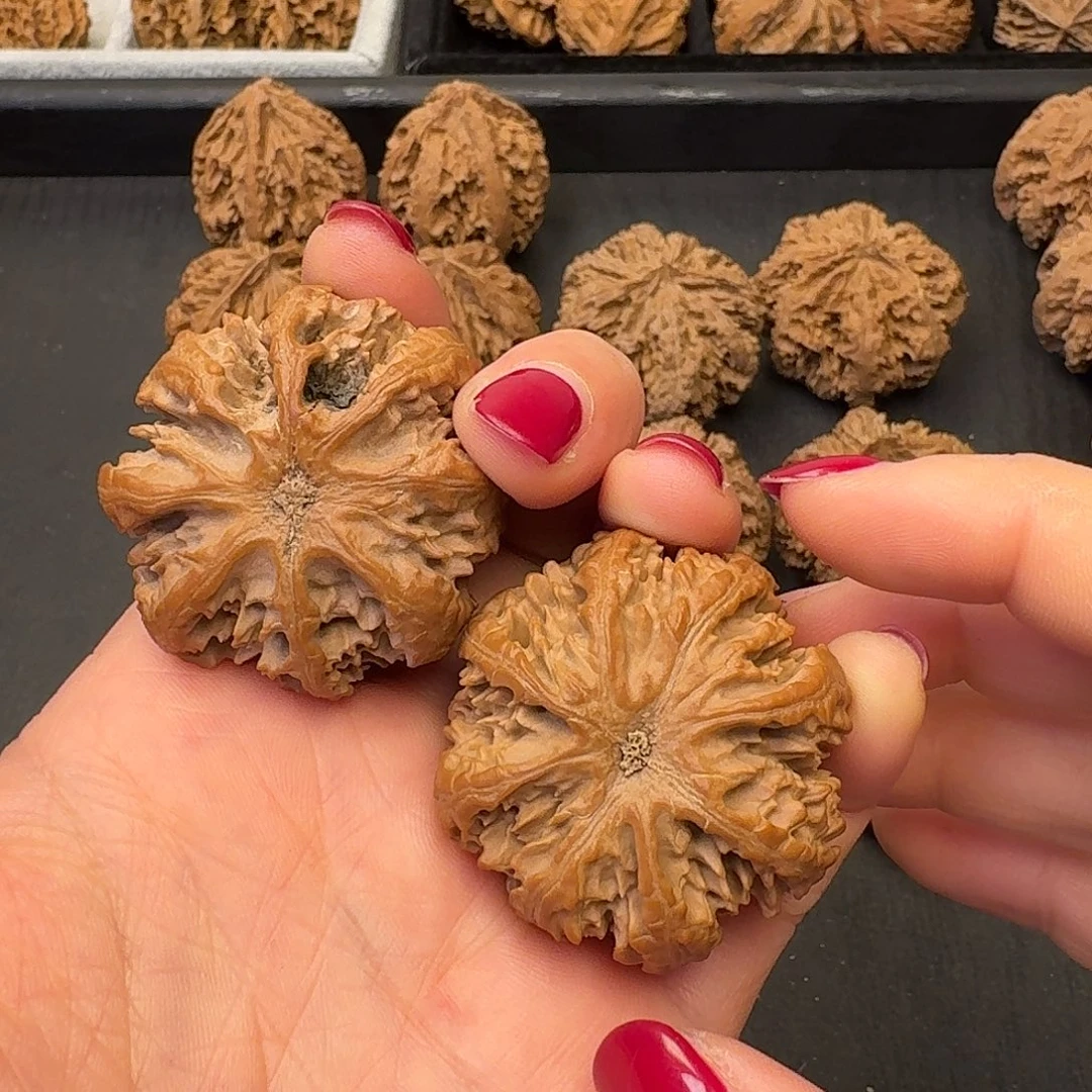 用***9核桃突突突突突突