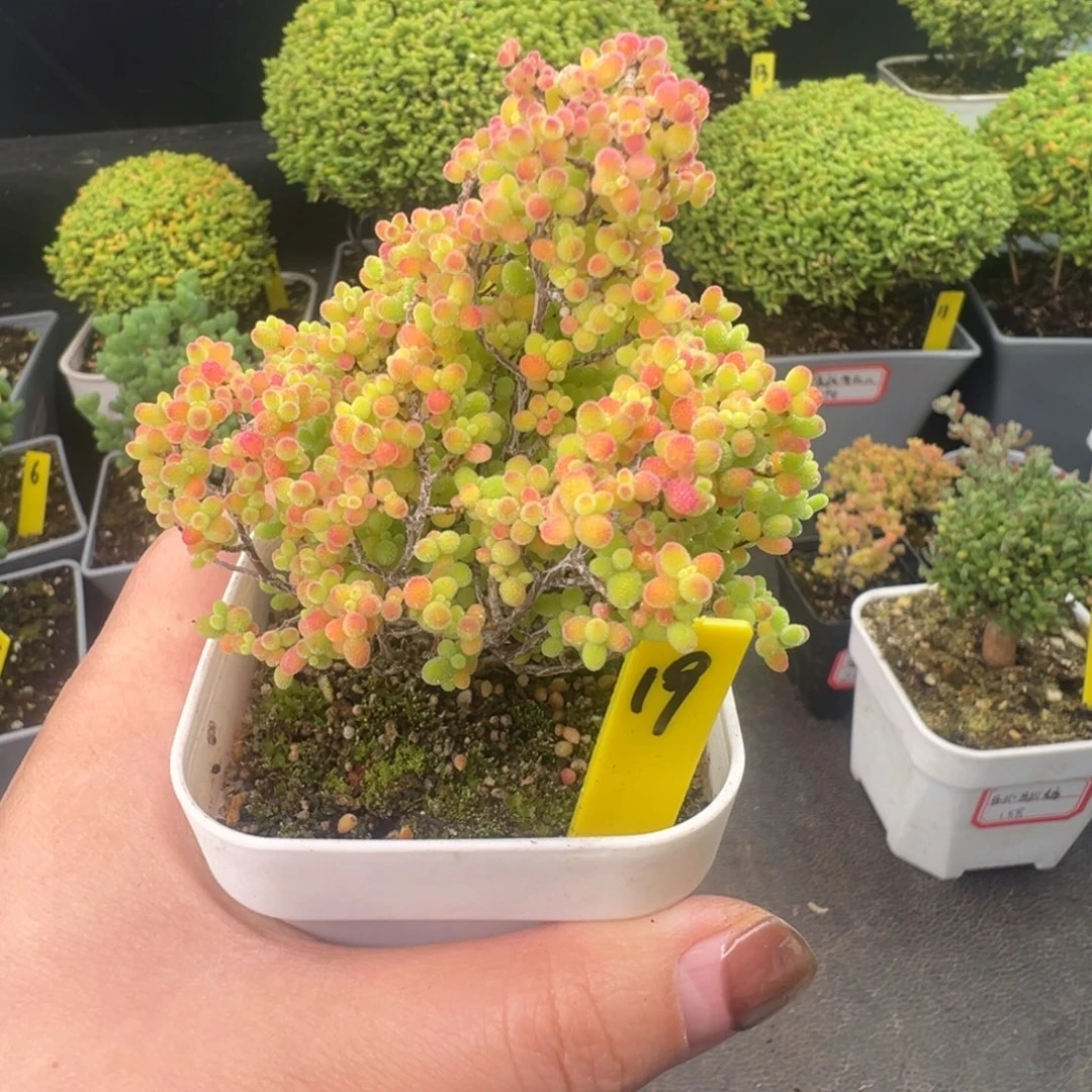 彩蜜橘19号6.5cm盆