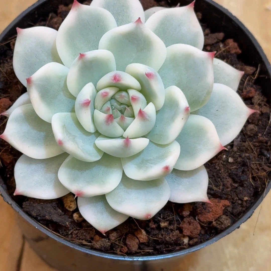 狗狗吉娃娃 好看好看