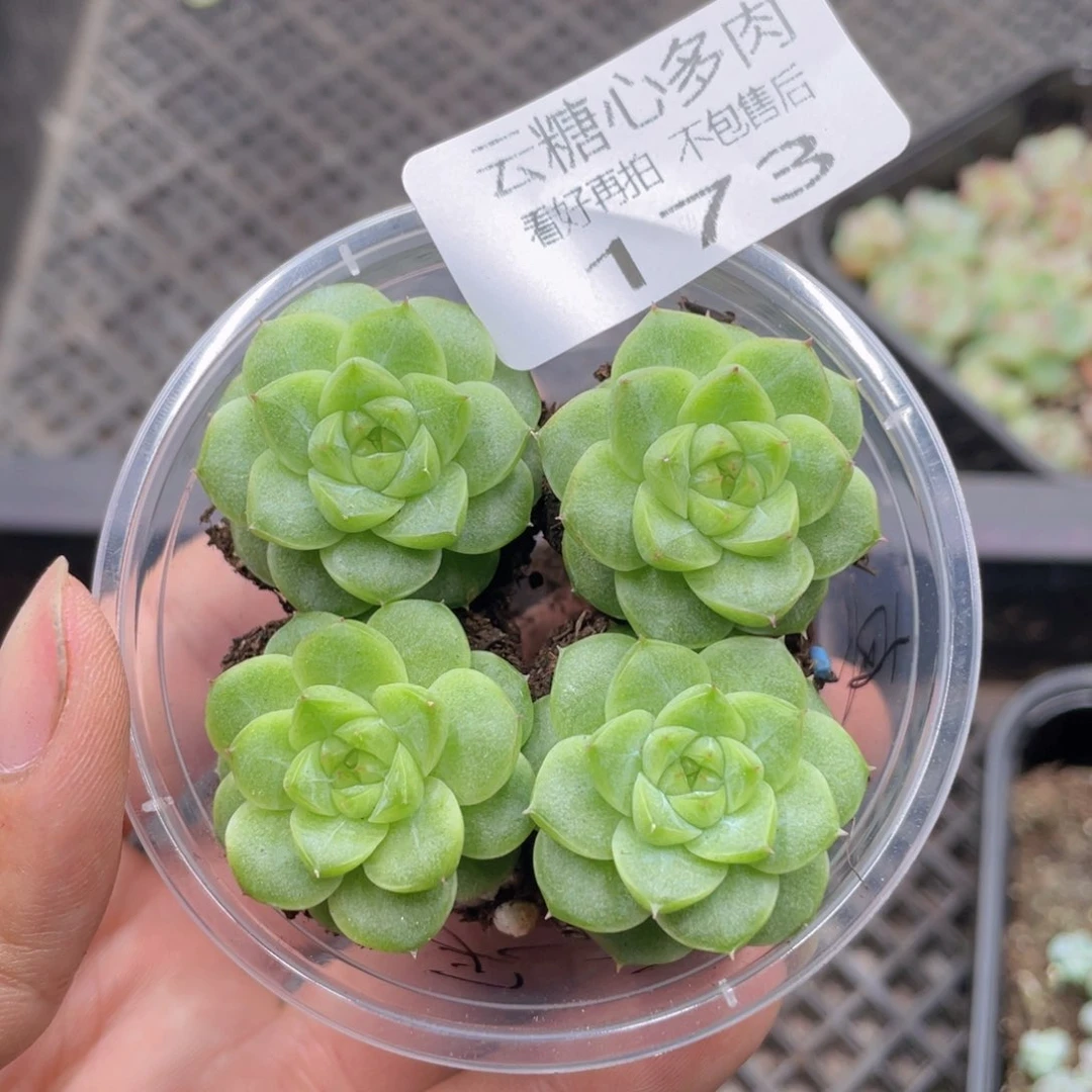 云糖心多肉植物173