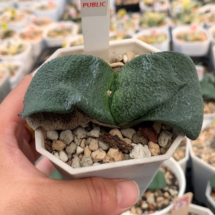 树***猫630黑白蜗牛多肉植物