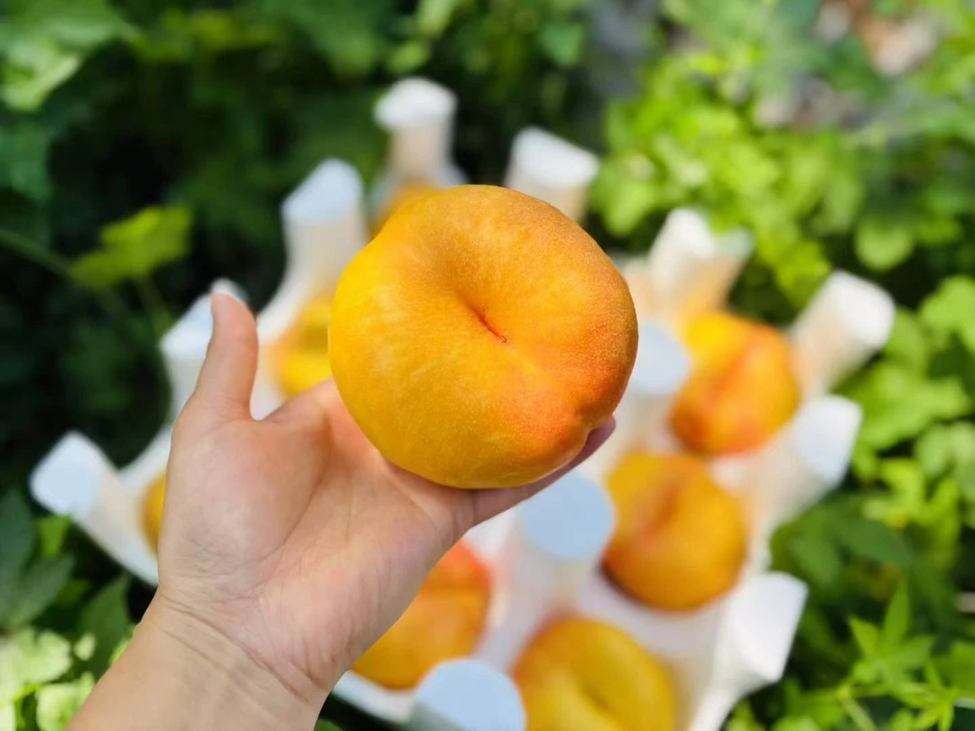 （书晨优选）山东蒙阴大彩桃油蟠桃新鲜应季香甜多汁夏日水果