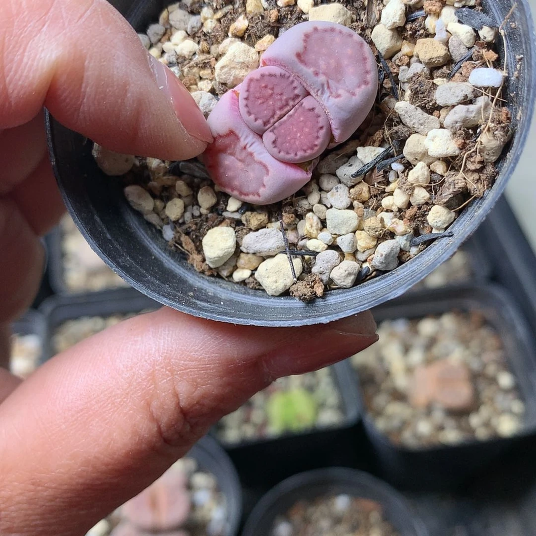 W977多肉植物保护研究所