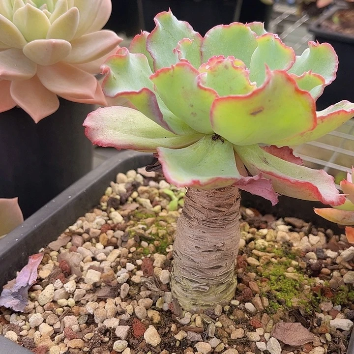 水瓶座24110多肉植物