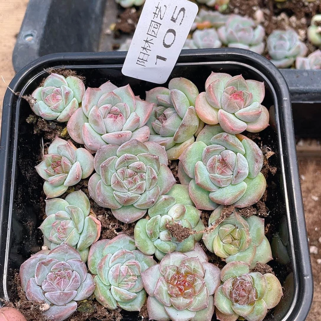 多肉植物多肉植物105