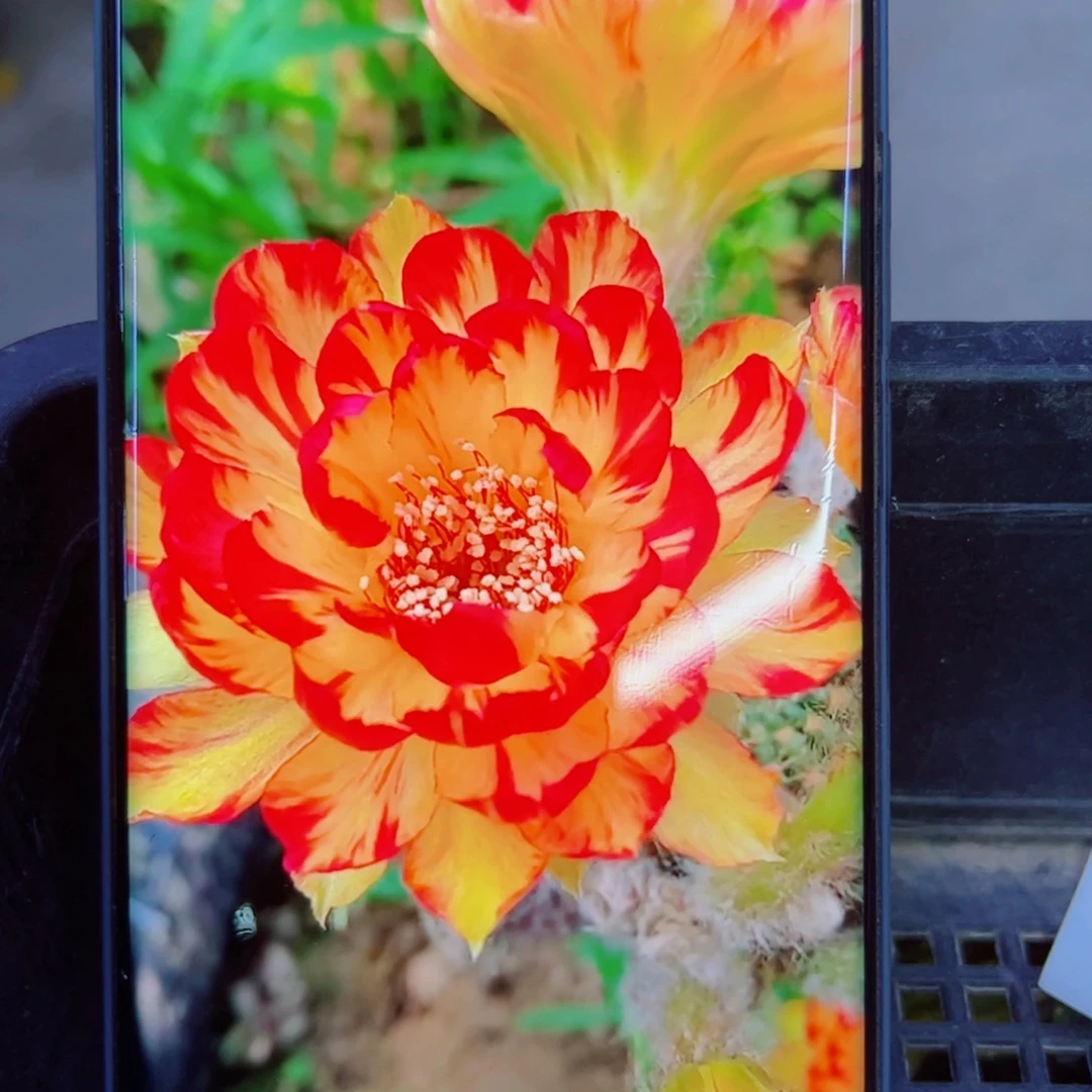 下129丽花金荷花歪无根侧芽2公分左右20包邮