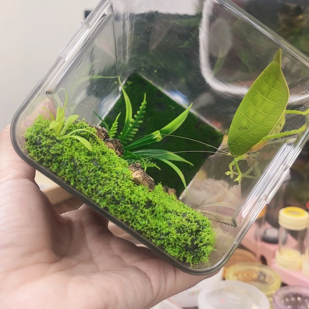 生态加冠脉加竹蛉拍拍拍