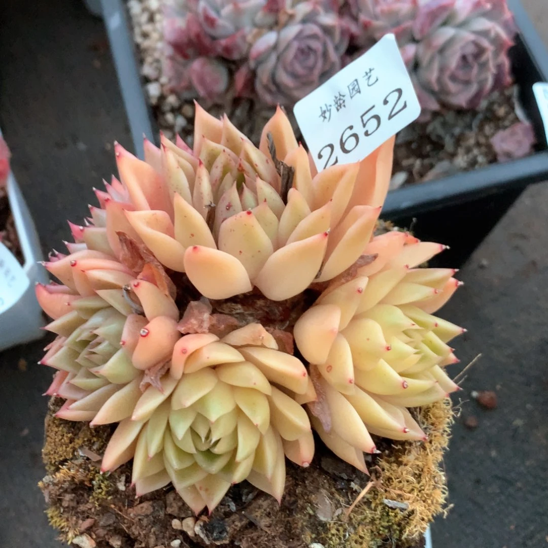 2652杂交多肉植物基地