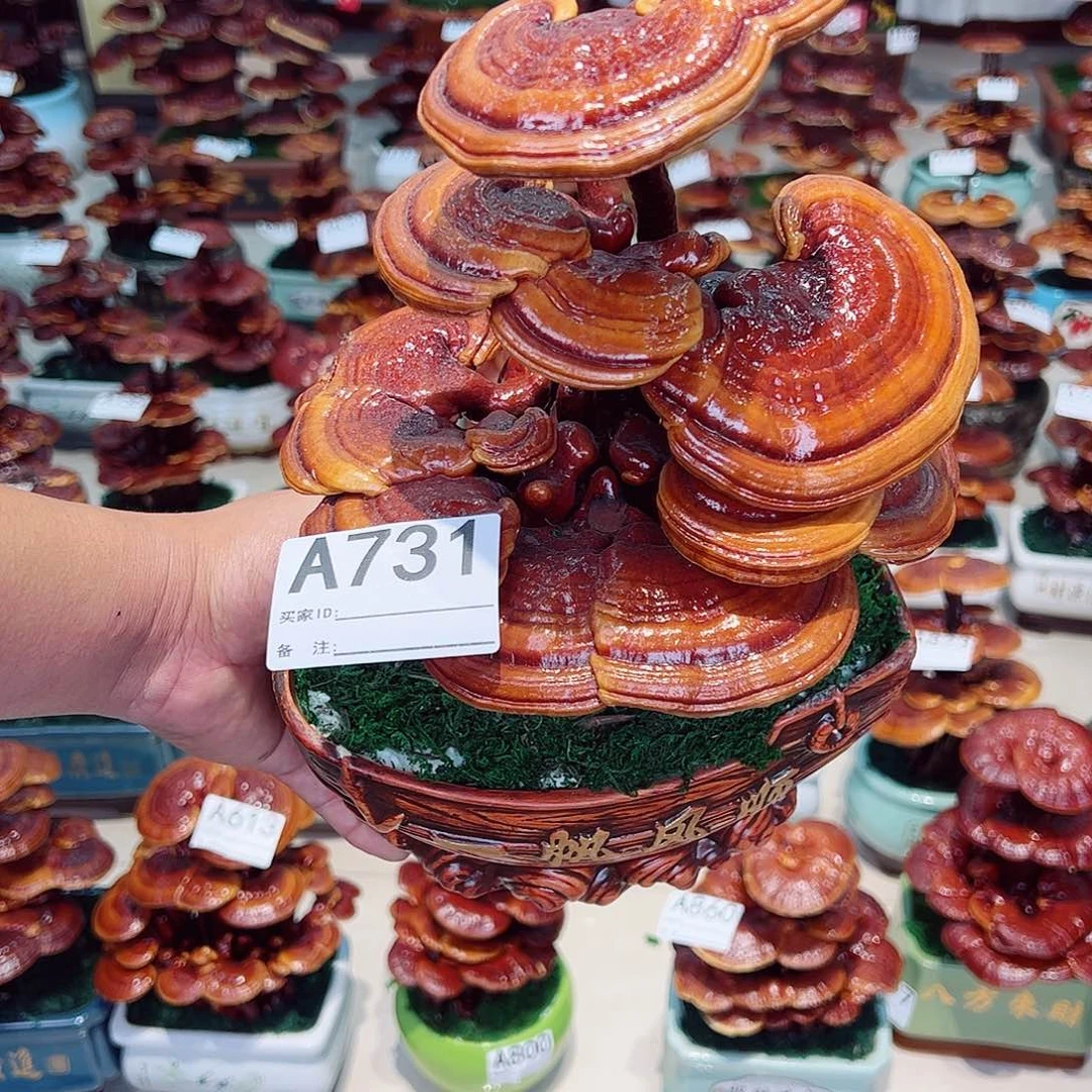 无花朵灵芝盆景731