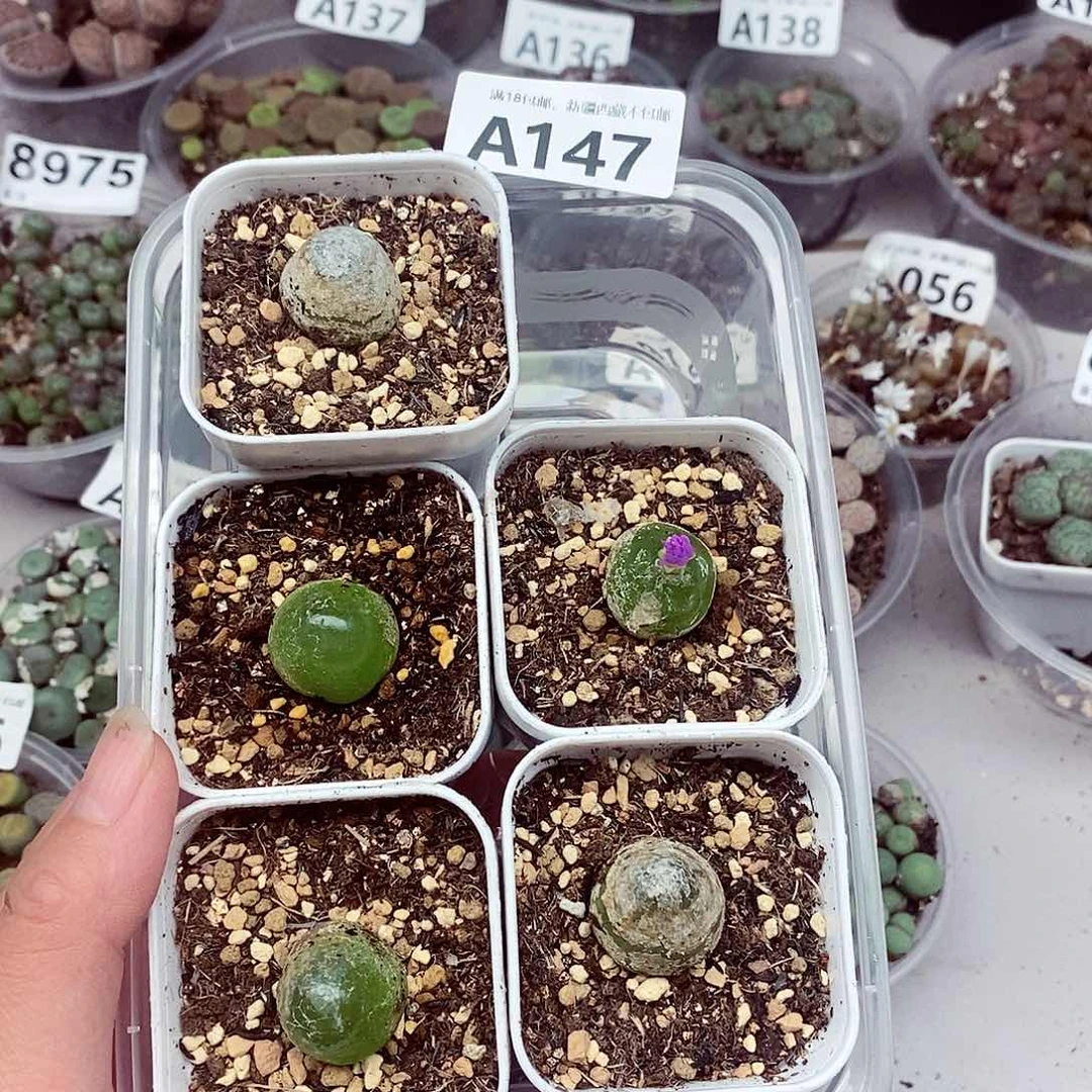 147龙卡咯哦哦哦莫