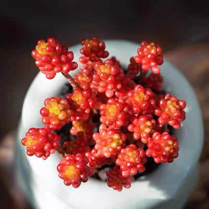 红色浆果QQ亮  红浆果带盆栽好一盆多肉植物