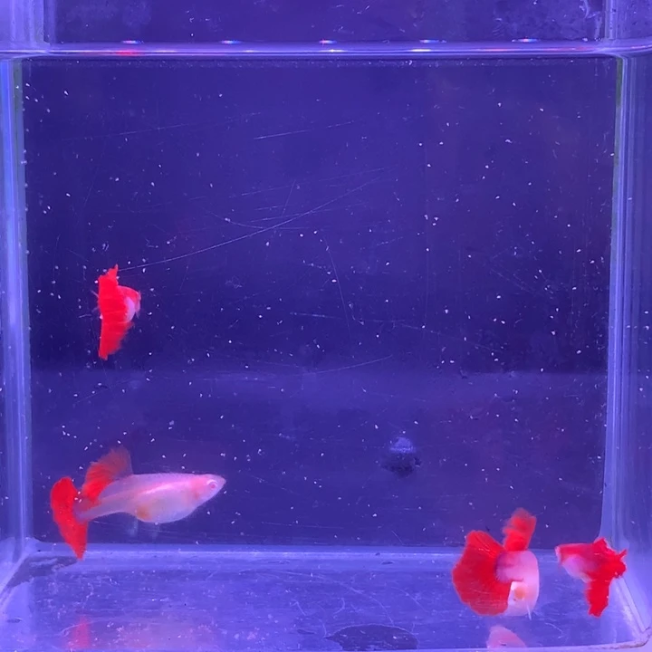 孔雀鱼菊花帆折扇白子2对