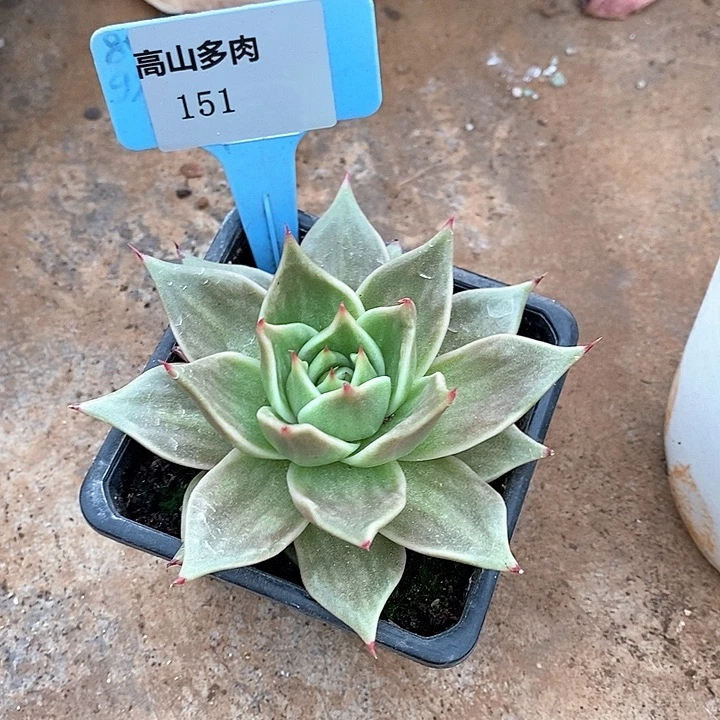 兜****151直播福利虎皮星星锦