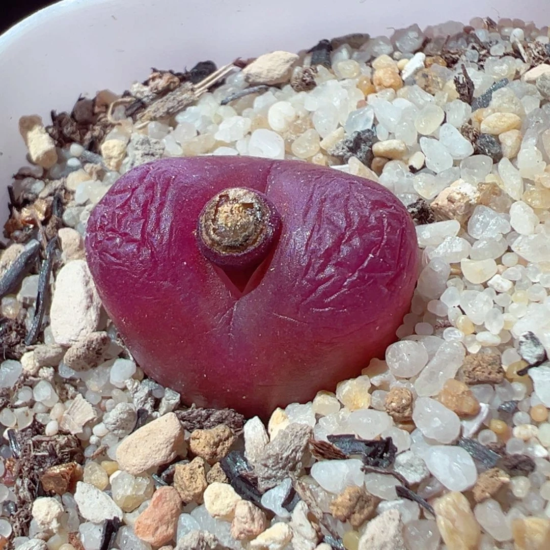 211-393多肉红毛大