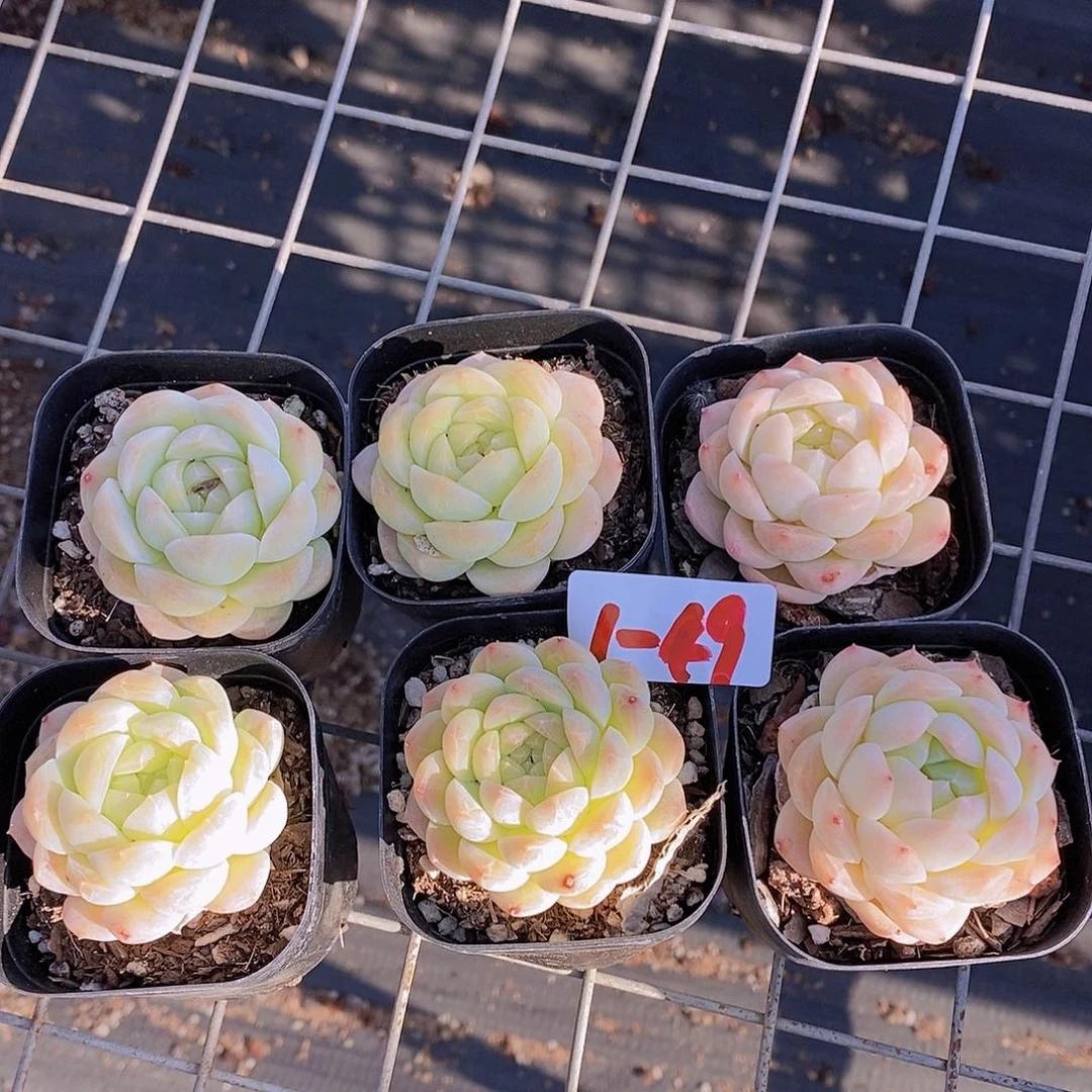 1-49 胖瑶池单头一颗量拍