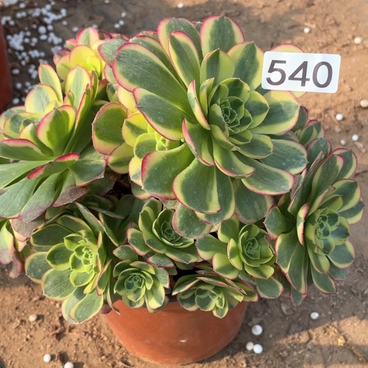 540多肉奶白有砍