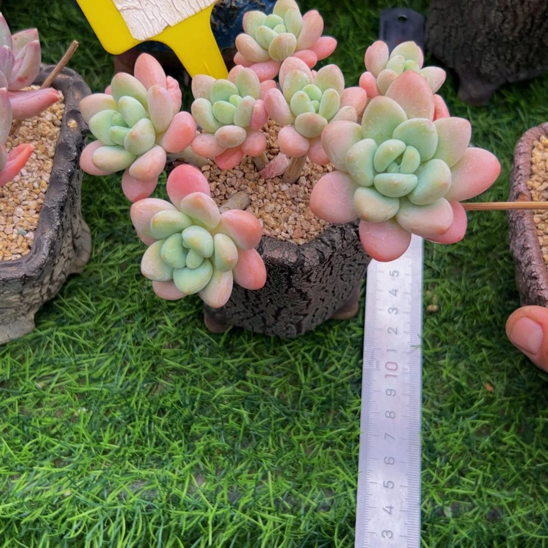 麻****糖果洛神小老桩多肉