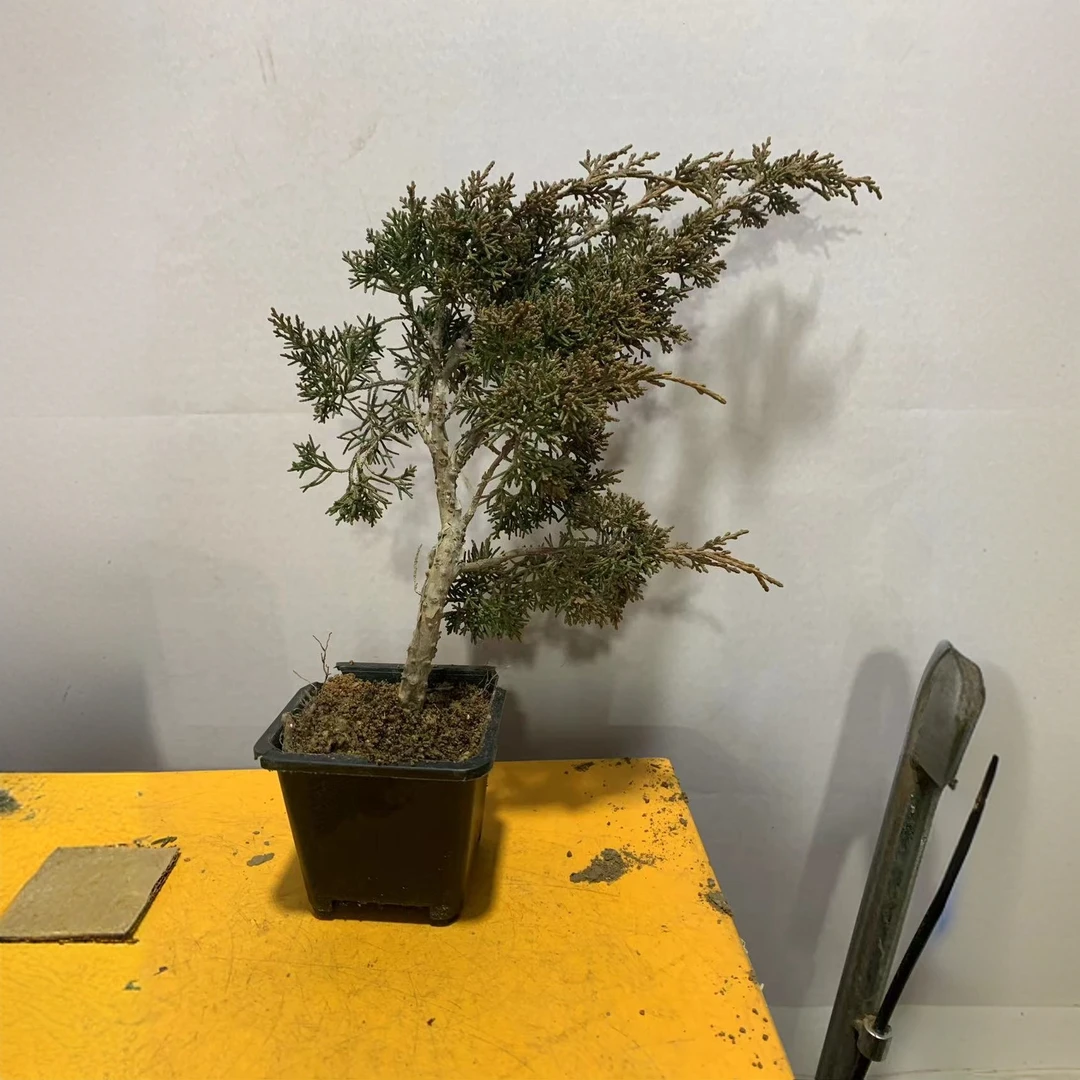 三年真柏盆景素材