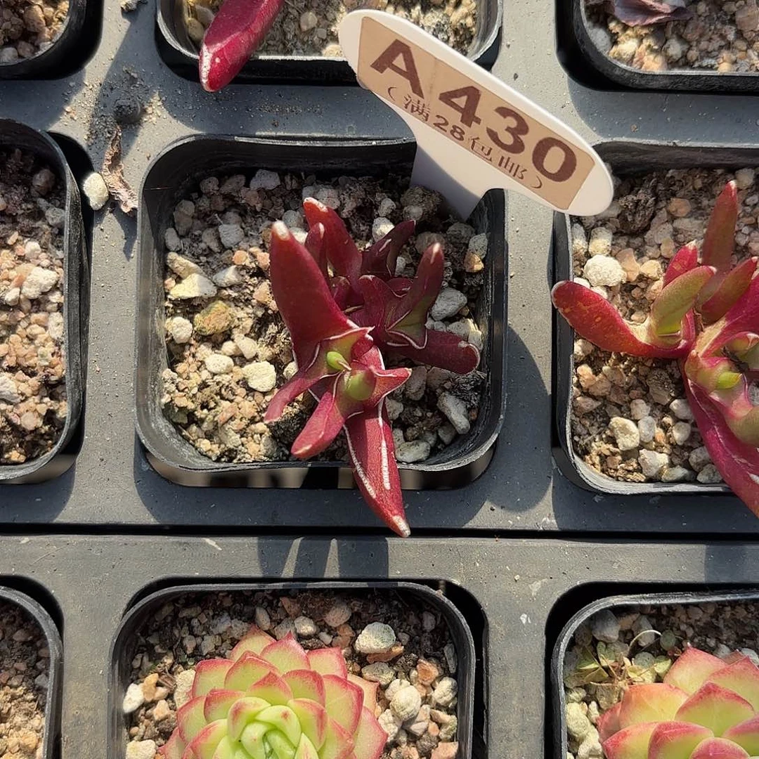 A430新妖一物一拍