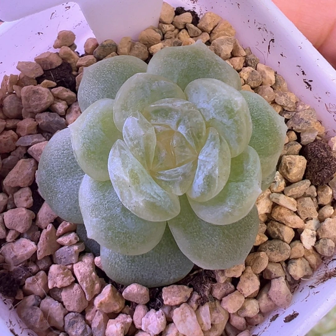 718号白冰晗雨多肉植物