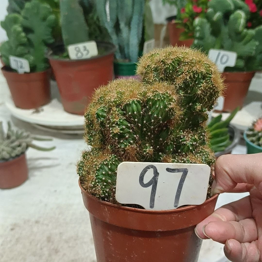 黄金山       20元