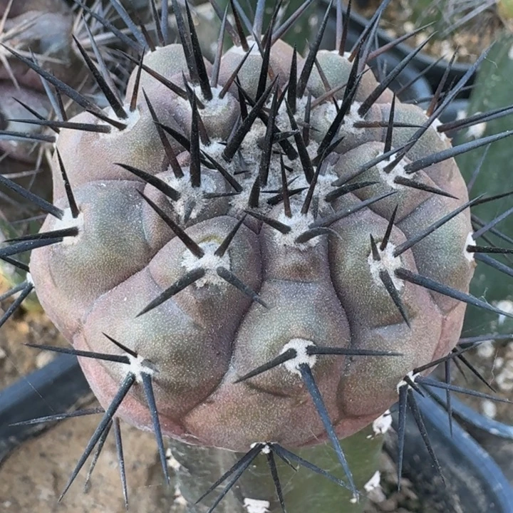 黑王丸66666666666