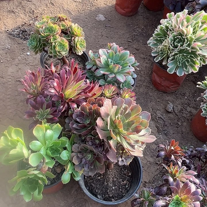 892多肉植物瑕疵特价，