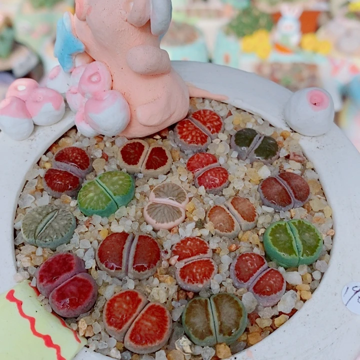 生石花花花花花花花861