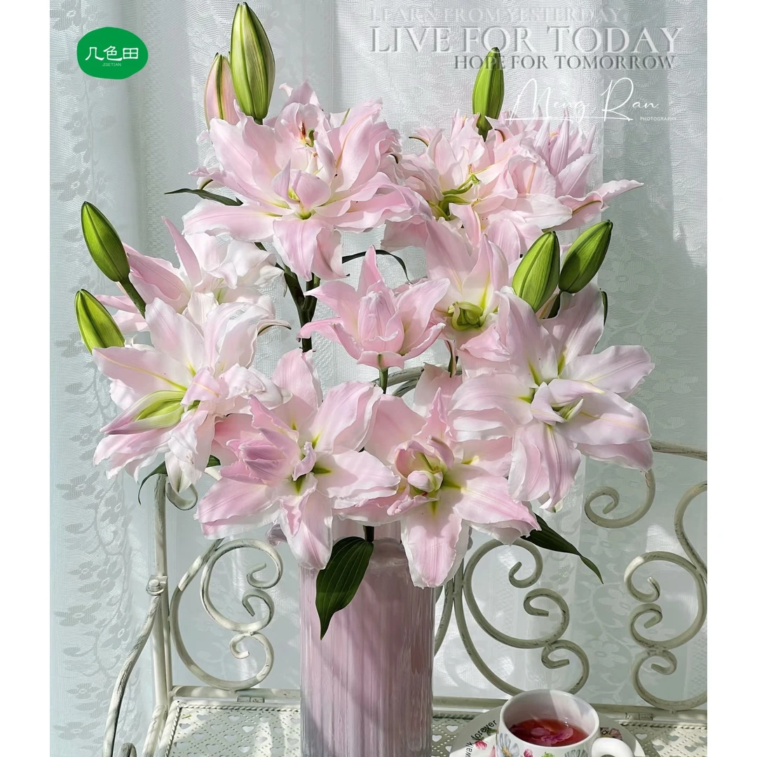 3头女神----重瓣百合云南直发鲜花云南花插花鲜花