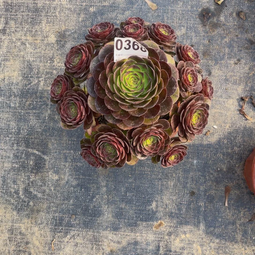 曲****妈红魔万拉丝0368带盆发货