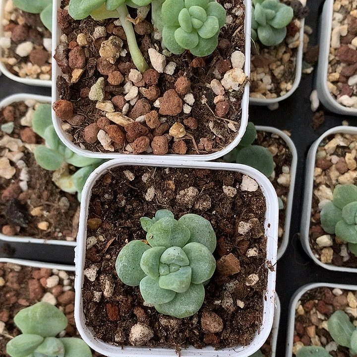 冰玉石化一物一拍