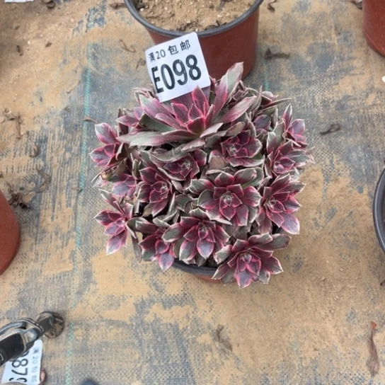 098浣纱不包断枝