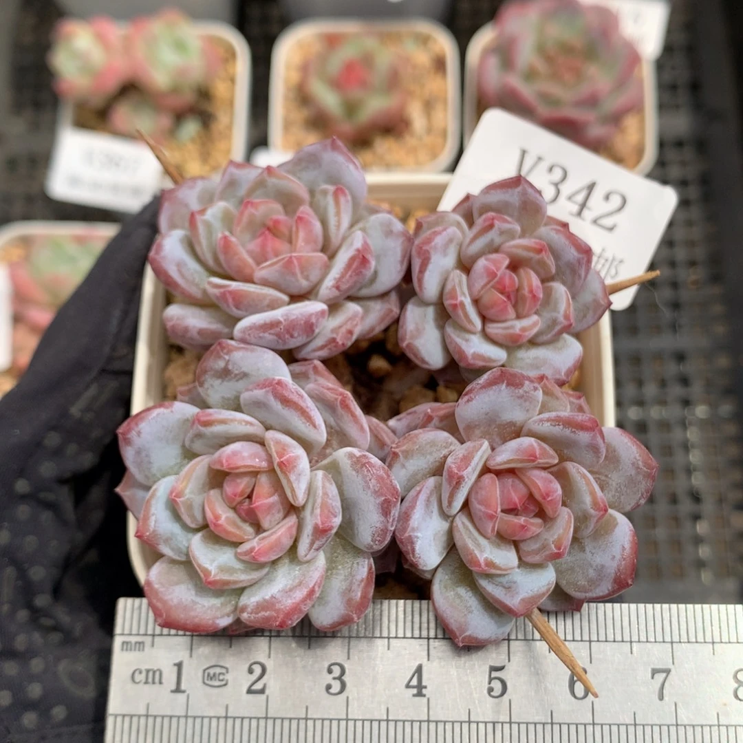 342。玉芙蓉四头整桩。