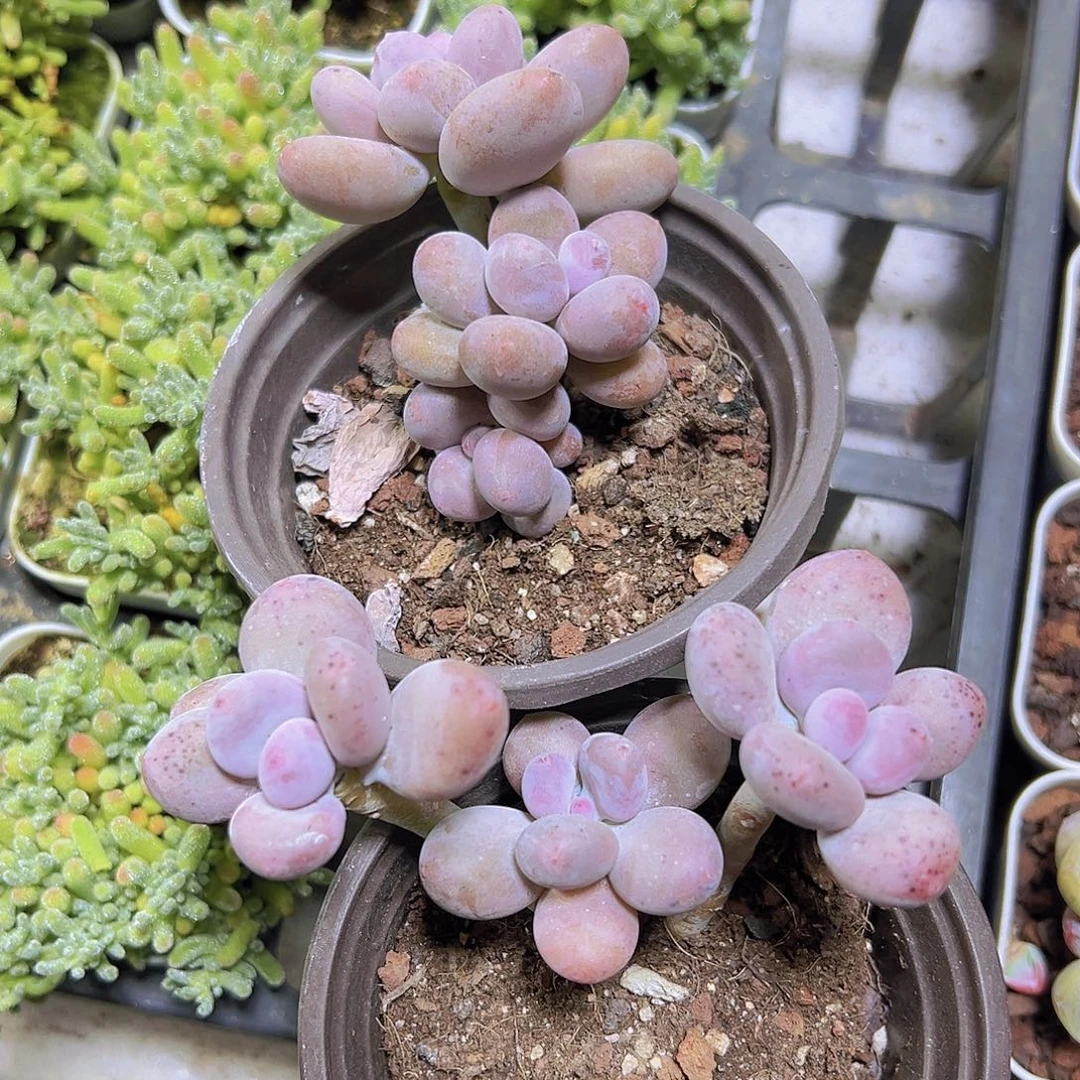 老桩奶酪2盆9厘米盆