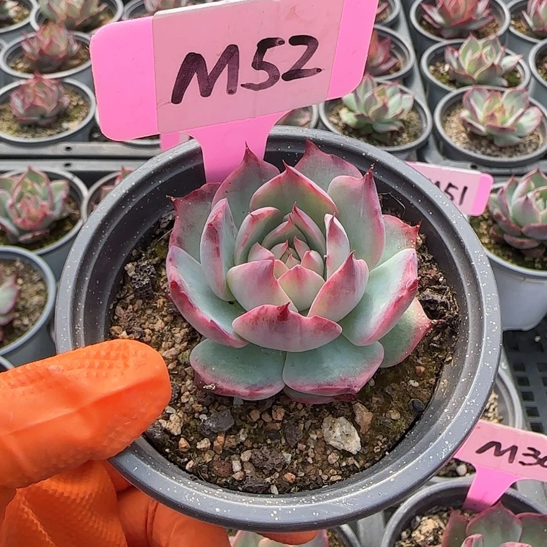 M***yM52惊鸿单头多肉