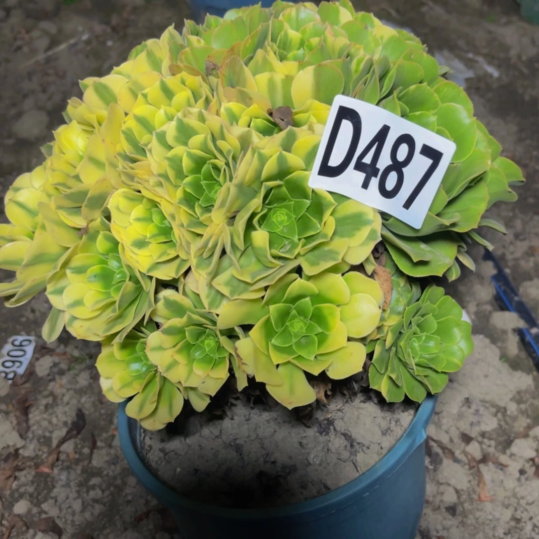 五色琉璃26///////38包邮