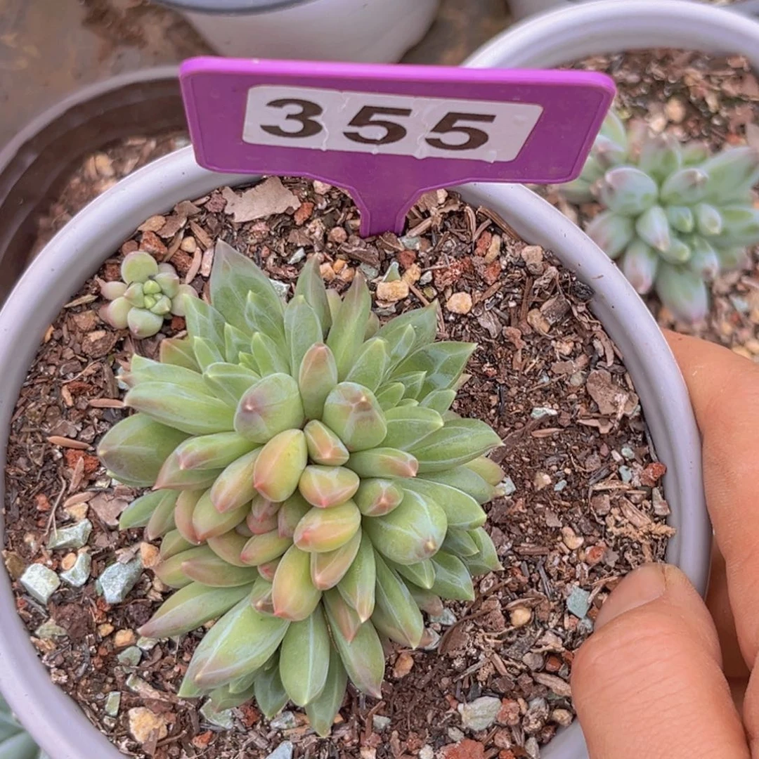 ?****?多肉植物绿泡泡群355