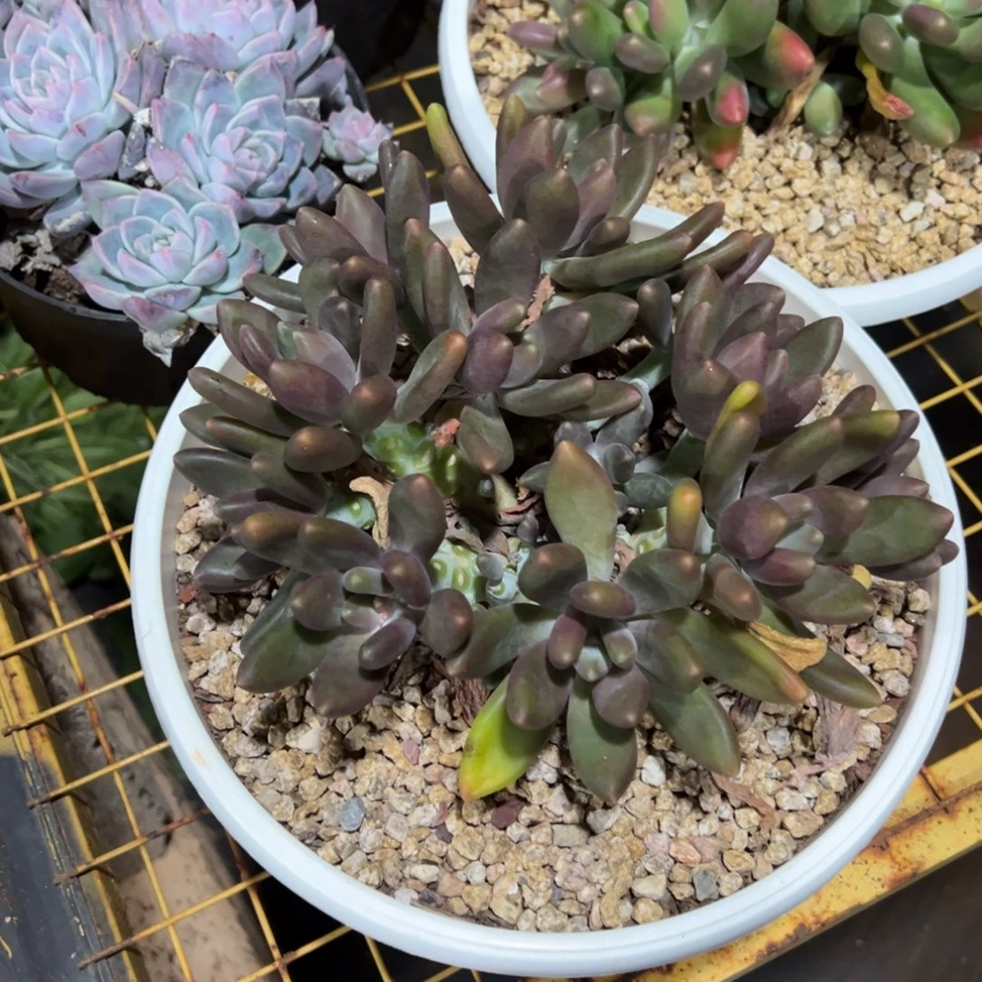 爱***尼多肉植物黑美人4号