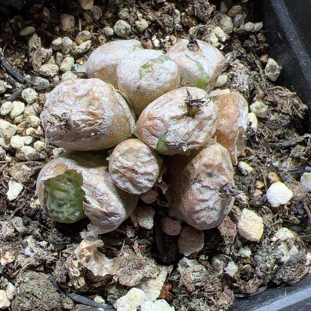 【闪购商品】101 烧卖