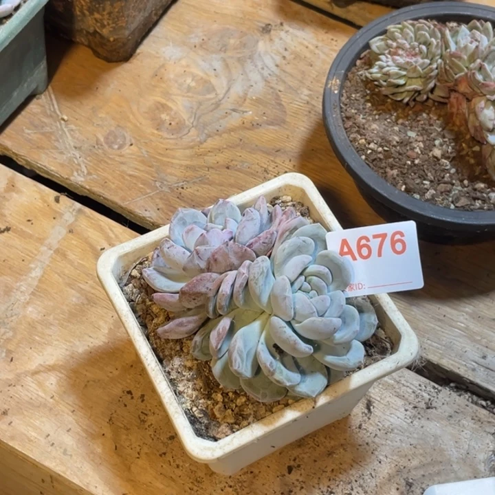 茴***啊676 满20包邮脱土发货