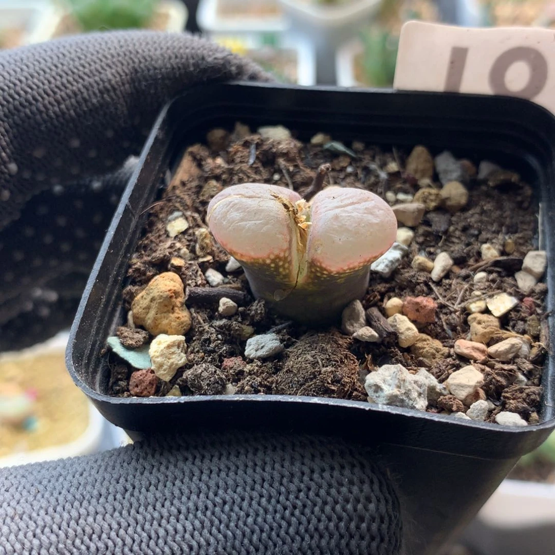 187号风铃母本一颗