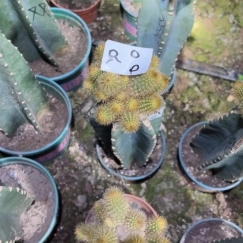 小****紫R8量天尺嫁接金妞福尔摩斯68